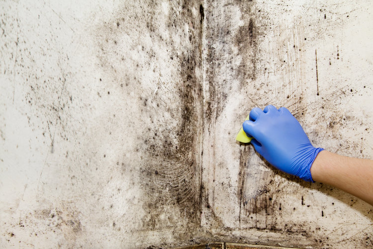 What to Expect from a Professional Mold Inspection?