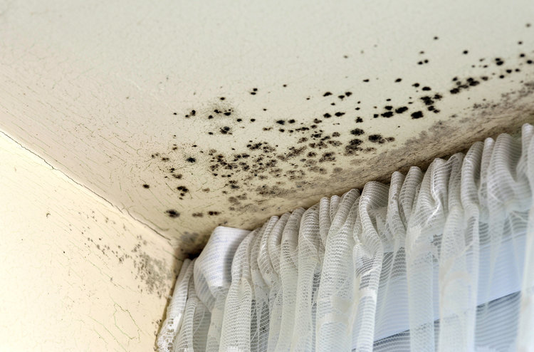 Mold Remediation and Mold Removal Explained