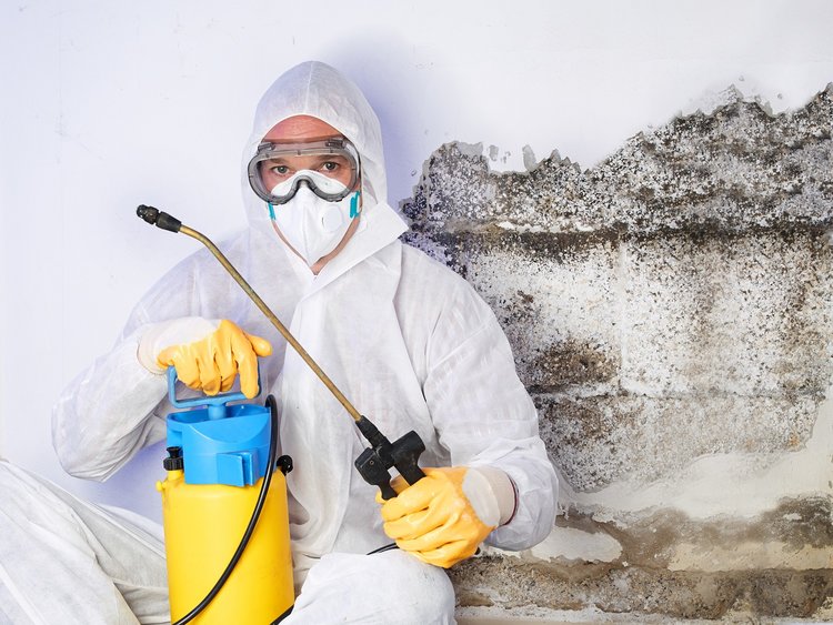 A Basic Introduction to Mold